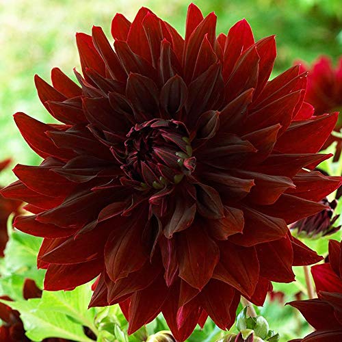 COOTO Garden Dahlien 1x dekorative Schwarz Dahlie knolle Gartenpflanzen winterhart Bunte blumenzwiebeln von COOTO