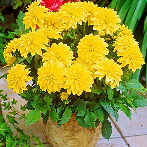 COOTO Garden Dahlien 1x niedrige Dahlie knolle Gelb Blumen Gartenpflanze Blumenzwiebeln mehrjähri Dahlie Cezanne von COOTO