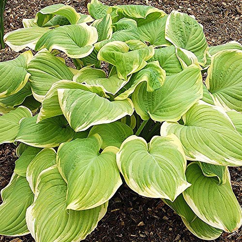 COOTO Garten Funkien Pflanze - Rhizome Hosta Fragrant Bouquet – Blumen Deko für Garten und Balkon – Garten Samen – Winterharte Gartenpflanzen für Viele Jahre – Funkien Hosta Plants von COOTO