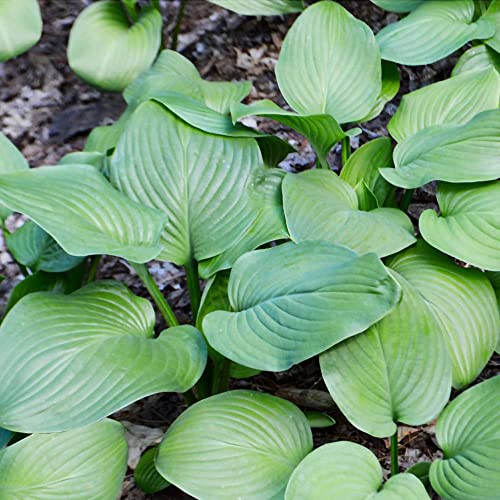 COOTO Garten Funkien Pflanze - Rhizome Hosta Mojito – Blumen Deko für Garten und Balkon – Garten Samen – Winterharte Gartenpflanzen für Viele Jahre – Funkien Hosta Plants von COOTO