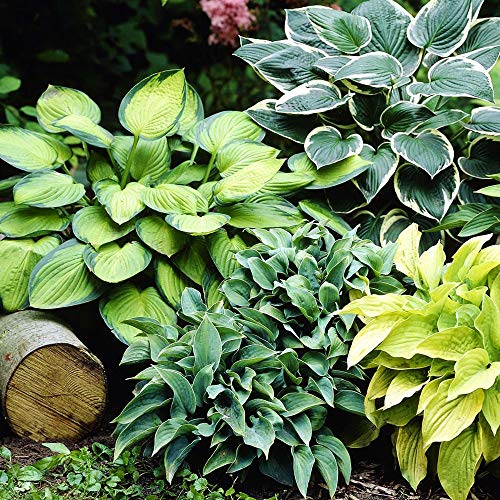 COOTO Garten Funkien Pflanze - Rhizome Mix Hosta 4 Stück – Blumen Deko für Garten und Balkon – Garten Samen – Winterharte Gartenpflanzen für Viele Jahre – Funkien Hosta Plants von COOTO