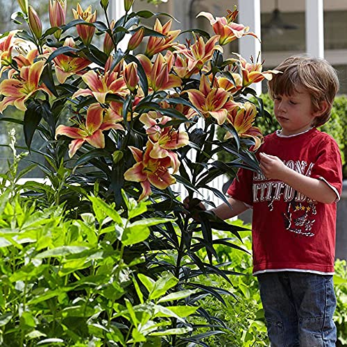 COOTO Garten Lilien Zwiebeln Winterhart Mehrjährig – Baumlilien Montego Bay- Blumenzwiebeln Lilien – Blumen Deko für Garten und Balkon – Garten Lilien Pflanzen für Viele Jahre von COOTO
