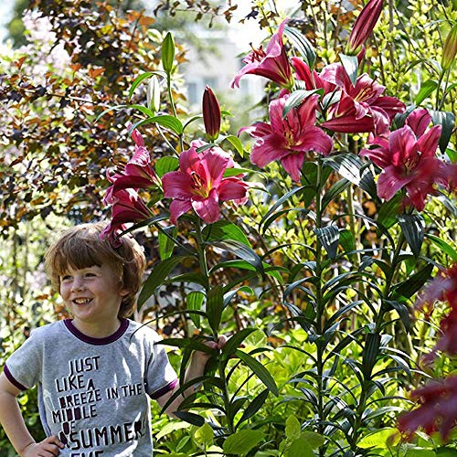 COOTO Garten Lilien Zwiebeln Winterhart Mehrjährig – Baumlilien Purple Prince Riesen Lilien - Blumenzwiebeln Lilien – Blumen Deko für Garten und Balkon – Garten Lilien Pflanzen von COOTO