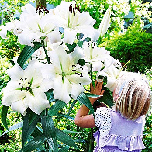 COOTO Garten Lilien Zwiebeln Winterhart Mehrjährig – Weiß Baumlilien XXL Riesen Lilien - Blumenzwiebeln Lilien – Blumen Deko für Garten und Balkon – Garten Lilien Pflanzen für Viele Jahre von COOTO