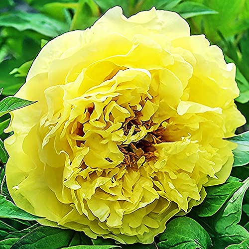 Cooto Garten Pfingstrosen Zwiebeln – Rhizom Chinesische Pfingstrose Primavere - Pfingstrosen Pflanzen Winterhart – Blumen Deko für Garten und Balkon - Blumenzwiebeln Mehrjährig von COOTO