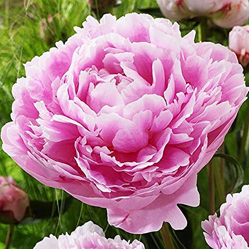 Cooto Garten Pfingstrosen Zwiebeln – Rhizom Chinesische Pfingstrose Sarah Bernhardt - Pfingstrosen Pflanzen Winterhart – Blumen Deko für Garten und Balkon - Blumenzwiebeln Mehrjährig von COOTO