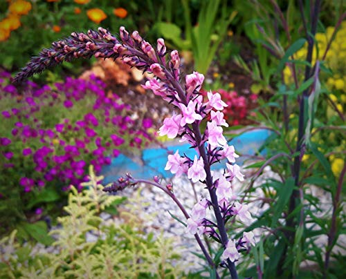 Linaria Wildblumensamen Pink Toadflax, ca. 100 Samen von PGONA