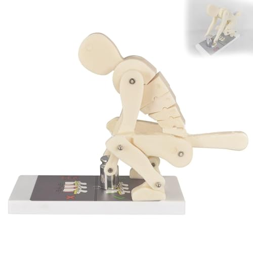 COUCHO Pro Modell für korrektes Heben, Demonstrationsmodell für die Wirbelsäulenkraft beim Gewichtheben mit Sockel, interaktiver Lendenwirbelsäulentrainer für biomechanische Anatomie von COUCHO