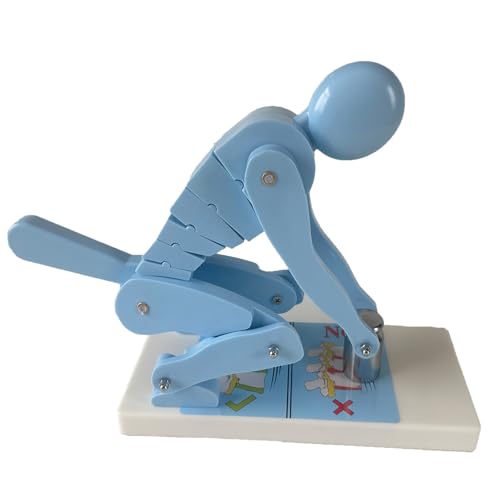 Modell zum korrekten Heben des menschlichen Körpers, Demonstrationsmodell for die Wirbelsäulenkraft beim Gewichtheben, Lehrmodell zum Schutz der Lendenwirbelsäule(Blue) von COUCHO