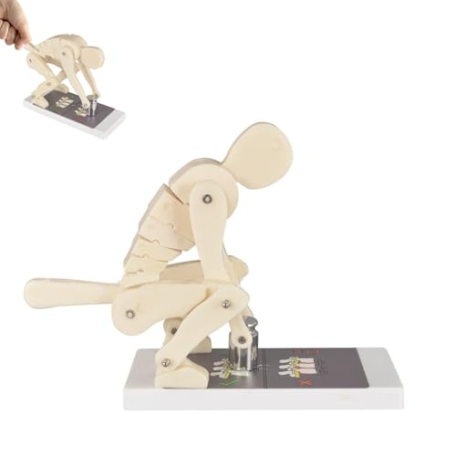 Wirbelsäulenmodell mit Körperbeugung und Gewichtheben, Schutz der Lendenwirbelsäule und korrekte Körperhaltung, Lehrmittel, Demonstrationsmodell für Medizin und Anatomie(Natural) von COUCHO
