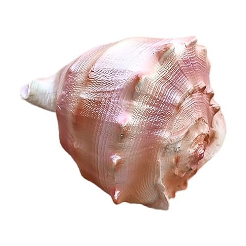 COYOUCO Muscheln, große Muscheln, Muschel Muschel, große Muschelschale, Muscheldekor für Strand Mottoparty Hochzeit Wohnkultur DIY Handwerk Aquarium,D von COYOUCO