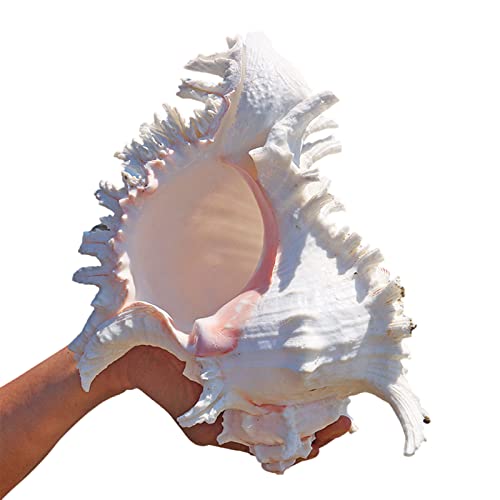 COYOUCO Muschelschale, Große Muscheln - Muscheldisplay Auf Dem Tisch - Riesige Muscheln Für Wohnkultur, Aquarium,17to18cm von COYOUCO
