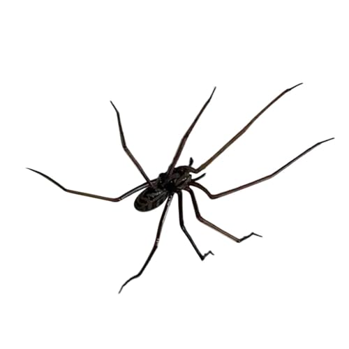Weiche Realistische Spinnen Magnet Kunststoff Magnetischer Kühlschrank Aufkleber Für Küchenkühlschrank Und Whiteboard Office Partitions Office Whiteboard Spiders Magnet von CPAOWEHF