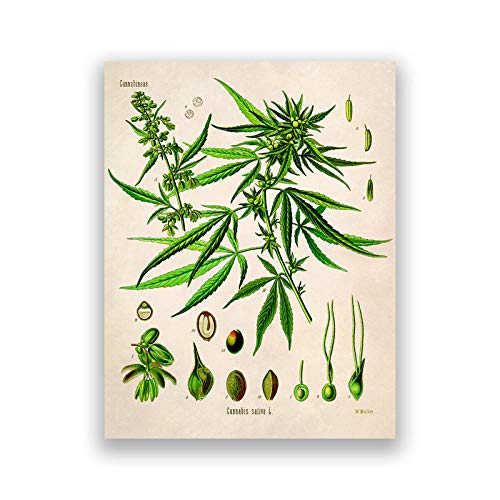 CPGG Poster für Schlafzimmer,Cannabis Illustration Vintage Poster Botanischer Druck Marihuana Pflanze Leinwand Gemälde Wandkunst Bilder Wohnzimmer Wohnkultur 40x60cm Kein Rahmen von CPGG
