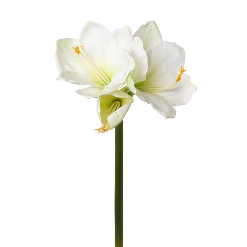CREATIV green Amaryllis 68cm in weiß I Amaryllis künstlich mit naturgetreuen Blüten I hochwertige & stilvolle Real Touch Kunst-Amaryllis I Kunstblume Amaryllis ideal als Indoor- oder Weihnachtsdeko CREATIV green Amaryllis 68cm in weiß I Amaryllis künstlich mit naturgetreuen Blüten I hochwertige & stilvolle Real Touch Kunst-Amaryllis I Kunstblume Amaryllis ideal als Indoor- oder Weihnachtsdeko von CREATIV green
