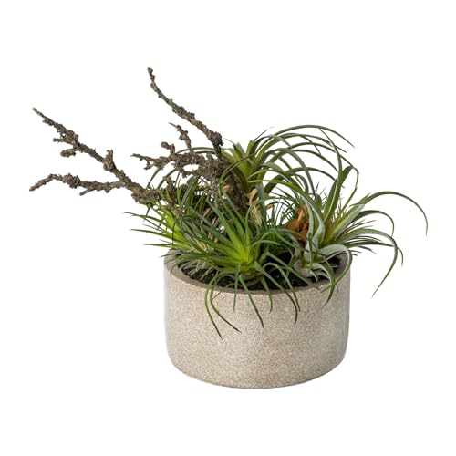 CREATIV green Tilandsidien Pflanzen Mix 26cm I Tillandsia mit naturgetreuen Blättern in grün I hochwertige & stilvolle Zimmerpflanzen in Zementschale I Tillandsien künstlich ideal als Indoor Deko von CREATIV green