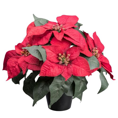 CREATIV green Weihnachtsstern-Busch mit 5 Blüten im schwarzen Kunststoff-Topf, 26 cm, rot CREATIV green Weihnachtsstern-Busch mit 5 Blüten im schwarzen Kunststoff-Topf, 26 cm, rot von CREATIV green
