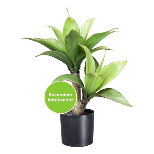 CREATIV green künstliche Agave Pflanze 45cm I künstliche Pflanzen ideal als Zimmer Deko I Pflanzen künstlich mit naturgetreuen & grünen Blättern I hochwertige Deko Pflanzen künstlich mit Topf von CREATIV green