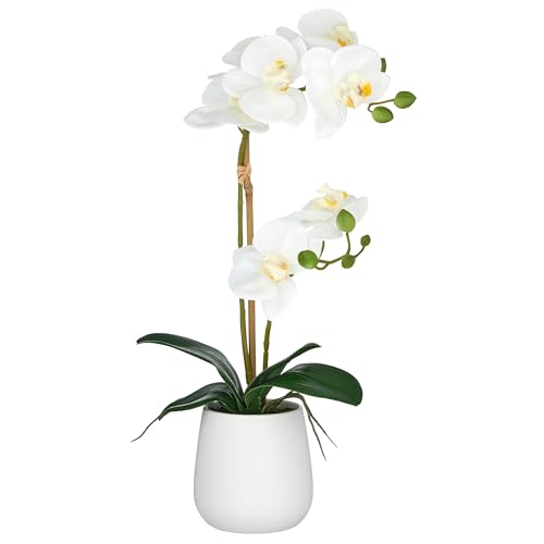 CREATIV green künstliche Orchidee Real Touch 50cm weiß im Keramiktopf 9x11cm I Schmetterlingsorchidee wie echt mit 2 Stiele im weißen Topf I Pflegeleichte & täuschend echte Kunstblumen CREATIV green künstliche Orchidee Real Touch 50cm weiß im Keramiktopf 9x11cm I Schmetterlingsorchidee wie echt mit 2 Stiele im weißen Topf I Pflegeleichte & täuschend echte Kunstblumen von CREATIV green