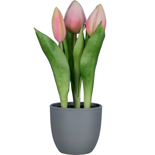 CREATIV green künstliche Tulpen im Topf 20,5 cm I 3 rosa Tulpen I künstliche Tulpen I Frühlings-Deko I Deko für Ostern I hochwertige Kunstblumen I Kunststoffblumen CREATIV green künstliche Tulpen im Topf 20,5 cm I 3 rosa Tulpen I künstliche Tulpen I Frühlings-Deko I Deko für Ostern I hochwertige Kunstblumen I Kunststoffblumen von CREATIV green
