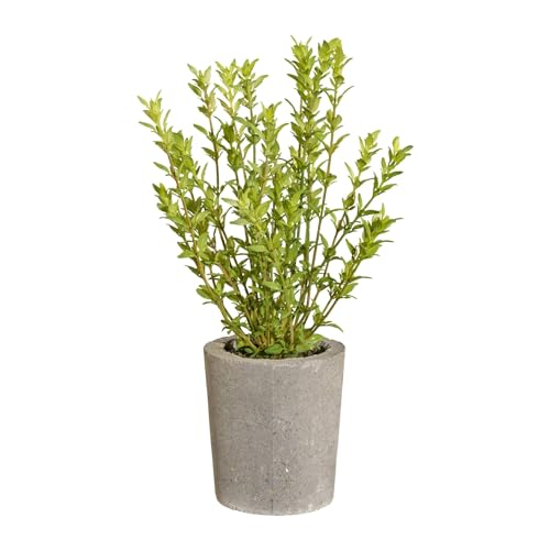 CREATIV green künstlicher Thymian im modernen Zementtopf mit Moos bedeckt I unechter Thymian 35cm I Kunststoff Kräuter im Topf I Moderne Küchenkräuter künstlich I hochwertige Dekopflanzen Küche von CREATIV green