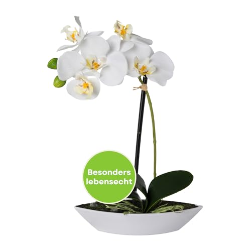 CREATIV green stilvolle Phalaenopsis Kunstorchidee 30cm in weiß I künstliche Orchideen wie echt mit weißer Schale & naturgetreuen Blüten I Pflegeleichte & täuschend echte Kunstblumen CREATIV green stilvolle Phalaenopsis Kunstorchidee 30cm in weiß I künstliche Orchideen wie echt mit weißer Schale & naturgetreuen Blüten I Pflegeleichte & täuschend echte Kunstblumen von CREATIV green