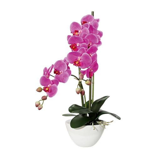 CREATIV green stilvolle Phalaenopsis Kunstorchidee 50cm in lila I künstliche Orchideen wie echt mit Keramikschale in 14,5x8,5cm & naturgetreuen Blüten I Real Touch täuschend echte Kunstblumen CREATIV green stilvolle Phalaenopsis Kunstorchidee 50cm in lila I künstliche Orchideen wie echt mit Keramikschale in 14,5x8,5cm & naturgetreuen Blüten I Real Touch täuschend echte Kunstblumen von CREATIV green