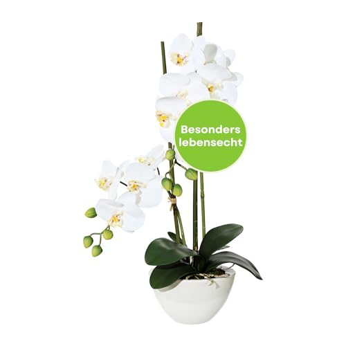 CREATIV green stilvolle Phalaenopsis Kunstorchidee 50cm in weiß I künstliche Orchideen wie echt mit Keramikschale in 14,5x8,5cm & naturgetreuen Blüten I Real Touch täuschend echte Kunstblumen CREATIV green stilvolle Phalaenopsis Kunstorchidee 50cm in weiß I künstliche Orchideen wie echt mit Keramikschale in 14,5x8,5cm & naturgetreuen Blüten I Real Touch täuschend echte Kunstblumen von CREATIV green