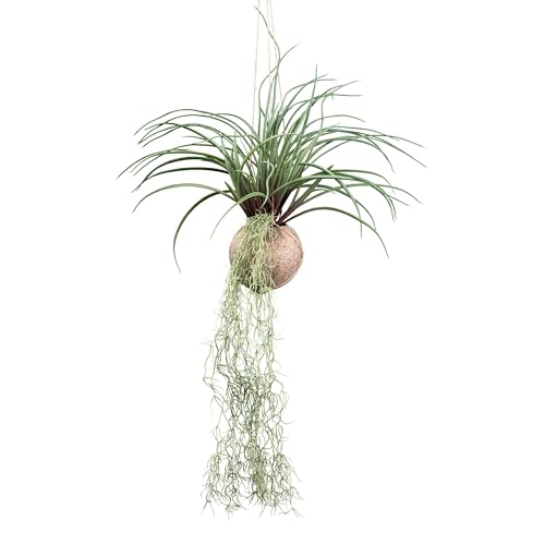 Tillandsia stricta ca 72cm grün im Cocoshänger Ø 12cm von CREATIV green