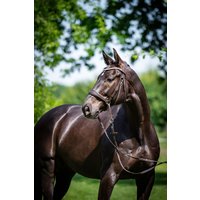 Gebisslose Trense Anatomisch Mit Austauschbaren Pads Und Großen Crystals Stirnriemen Quick Change System Sidepull Crossbridle Dunkelbrau von CRHARMONYEQUESTRIAN