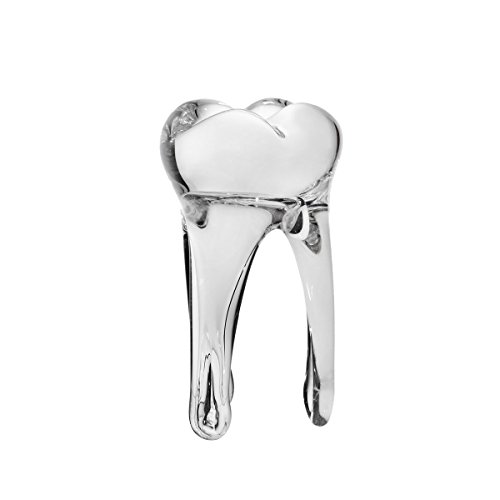 CRISTALICA Deko Figur Zahn Glaszahn Statue für Vitrine Tooth H 14 cm Transparent Handgemachtes GlasJedes Stück EIN Glas Glas von CRISTALICA