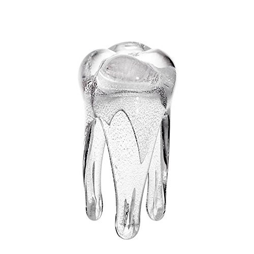 CRISTALICA Deko Figur Zahn Glaszahn Statue für Vitrine Tooth H 16 cm Weiß Handgemachtes Glas von CRISTALICA
