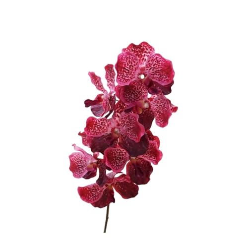 CSFFA 4 Stücke Künstliche Blume 7 Köpfe Vanda Orchidee Real Touch Orchideen for Hochzeit Hause Dekoration Party Blume Anordnung Phalaenopsis(Dakr pink) von CSFFA