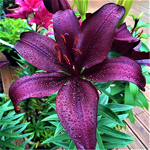 10 Zwiebeln Baumlilien Lilien Riesenlilie "Black charm" bis 150cm (schwarz lila) winterhart Sommerblüher von CSL sunrise GmbH