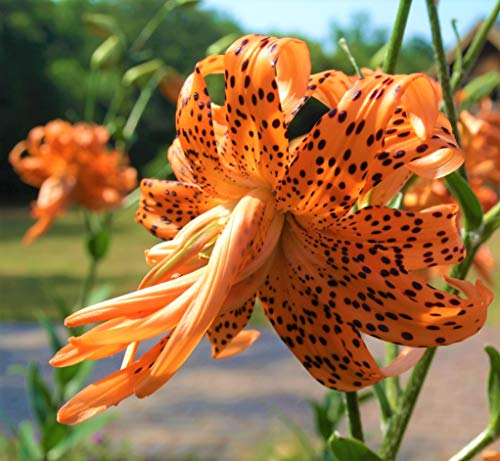 10 Zwiebeln Baumlilien Lilien Riesenlilie"Flore Pleno" Double Tiger (orange) bis 150cm Zwiebeln winterhart duftend Sommerblüher von CSL sunrise GmbH