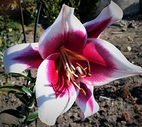 10 Zwiebeln Baumlilien Lilien Riesenlilie"Friso" (lila weiß) bis 150cm winterhart Sommerblüher von CSL sunrise GmbH