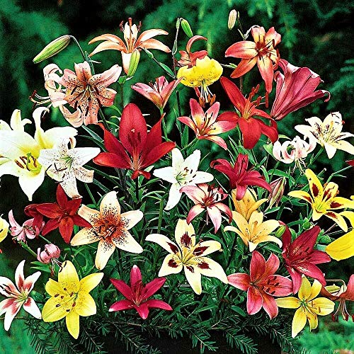 10 Zwiebeln Baumlilien Lilien Riesenlilie"Trumpet Mix" bis 150cm Zwiebeln winterhart duftend Sommerblüher von CSL sunrise GmbH