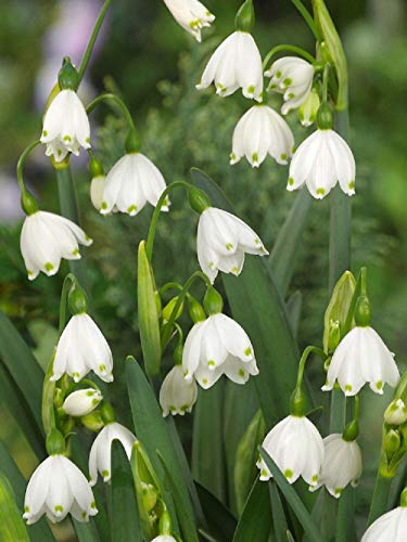 100 Große Blumenzwiebeln Märzbecher Leucojum Aestivum von CSL sunrise GmbH