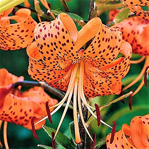 5 Zwiebeln Baumlilien Lilien Riesenlilie"Flore Pleno" (orange) Double Tiger bis 150cm winterhart duftend Sommerblüher von CSL sunrise GmbH