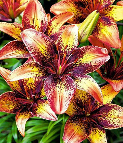 5 Zwiebeln Baumlilien Lilien Riesenlilie"Tribal dance" (orange lila) bis 150cm winterhart duftend Sommerblüher von CSL sunrise GmbH