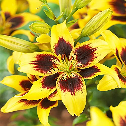 5x Blumenzwiebeln Asiatische Edel Lilie "Pieton" gelb *RARITÄT* bis 120 cm. von CSL sunrise GmbH