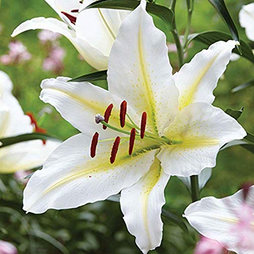 5x Blumenzwiebeln Orientalische Lilie "Bafferari" weiß bis 120 cm Höhe *RARITÄT* von CSL sunrise GmbH