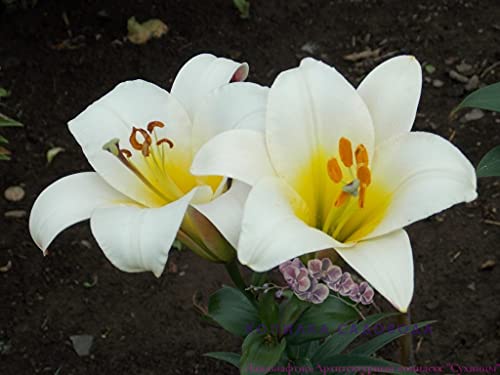 5x Frische Blumenzwiebeln Lilie Duftlilie " White Planet " weiß-gelb *Rarität* von CSL sunrise GmbH
