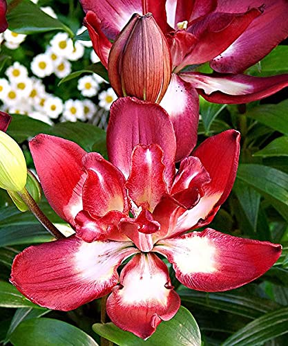 5x Frische Blumenzwiebeln Lilien "Double sensation" rot weiß Doppelt gefüllt 5x Frische Blumenzwiebeln Lilien "Double sensation" rot weiß Doppelt gefüllt von CSL sunrise GmbH
