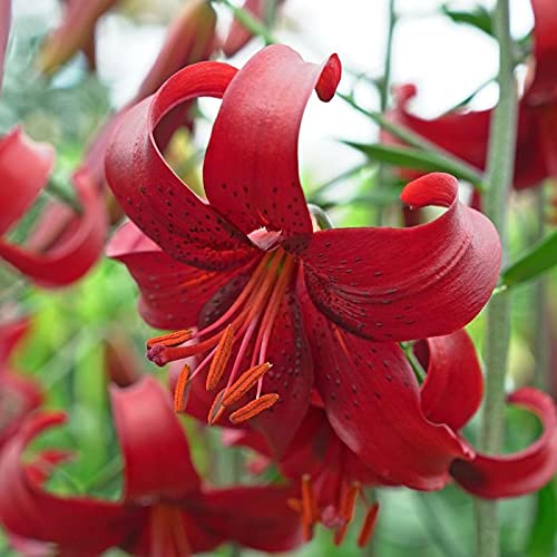 5x Frische Blumenzwiebeln der Asiatischen Lilie " Red Velvet " ROT Echte RARITÄT von CSL sunrise GmbH