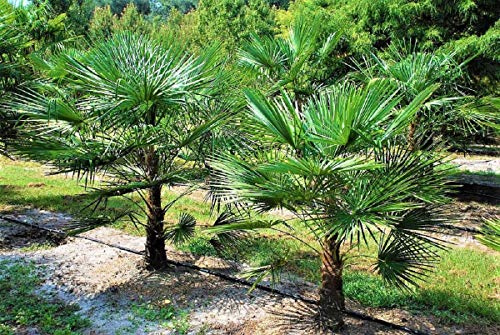 Extrem Frostharte Trachycarpus geminisectus bis 100cm Frosthart bis -19 Grad von CSL sunrise GmbH