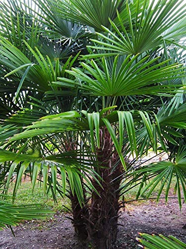 Frostgewöhnte Trachycarpus princeps"Marmor Hanfpalme" bis 180cm aus Deutscher Freilandzucht von CSL sunrise GmbH
