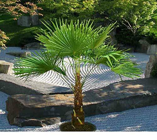 Frostgewöhnte Trachycarpus princeps "Marmor Hanfpalme" ca 80-100 cm von CSL sunrise GmbH
