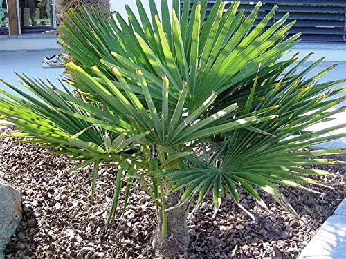 RARITÄT Frostharte Hanfpalme Trachycarpus Ukhrulensis Größe bis 100 cm. aus dem Gebirge von Manipur bis - 20 Grad von CSL sunrise GmbH