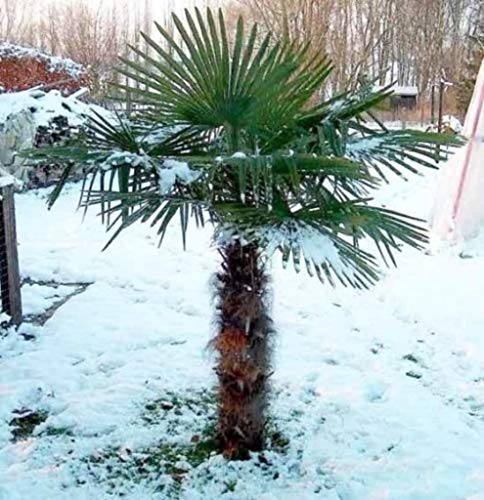 RARITÄT Frostharte Hanfpalme Trachycarpus Ukhrulensis Größe bis 180 cm. aus Deutscher Freilandzucht bis - 20 Grad von CSL sunrise GmbH